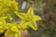 Haplophyllum linifolium