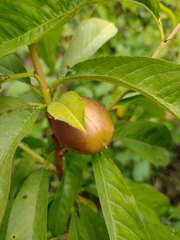 Prunus persica nucipersica
