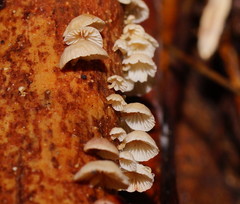 Marasmiellus affixus