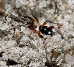 Callilepis nocturna