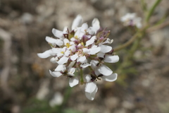 Iberis pectinata