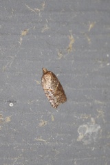Acleris maccana