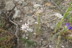 Iberis pectinata
