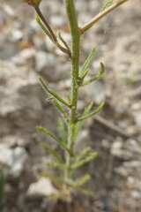 Iberis pectinata