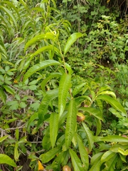 Prunus persica nucipersica