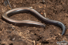 Scelotes mossambicus