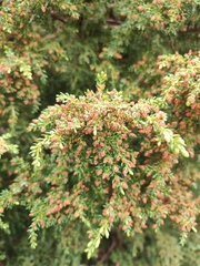Juniperus brevifolia