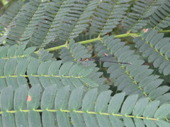 Prodasineura croconota