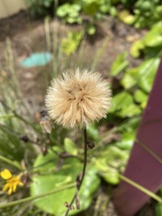 Chrysopsis gossypina