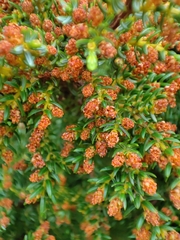 Juniperus brevifolia