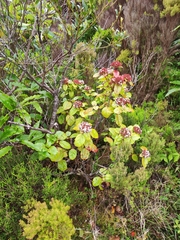 Viburnum treleasei
