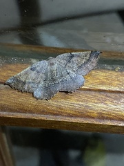 Drepanogynis mixtaria