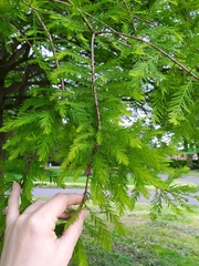 Taxodium distichum