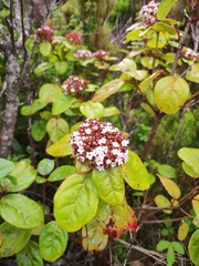 Viburnum treleasei