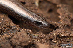 Scelotes mossambicus