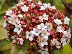 Viburnum treleasei