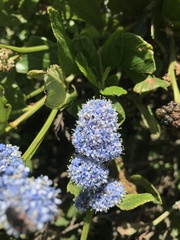 Ceanothus thyrsiflorus griseus