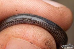 Scelotes mossambicus