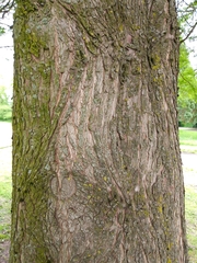 Taxodium distichum