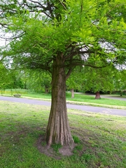 Taxodium distichum
