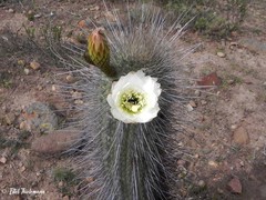 Trichocereus skottsbergii
