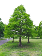 Taxodium distichum