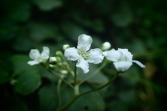 Cardamine trifolia