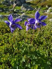 Aquilegia alpina