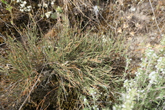 Ephedra major major