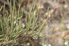 Ephedra major major