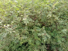 Fabaceae