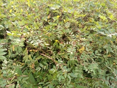 Fabaceae
