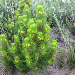 Aspalathus alopecurus