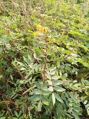 Fabaceae