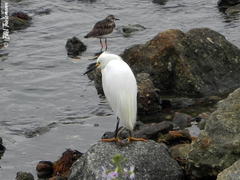 Egretta thula