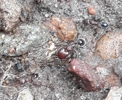 Trichomyrmex glaber