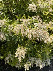 Pieris japonica