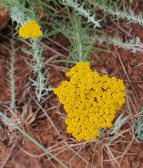 Achillea aleppica