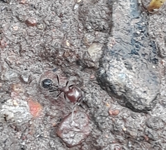 Trichomyrmex glaber