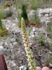 Reseda suffruticosa