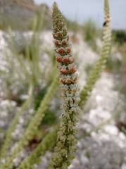 Reseda suffruticosa