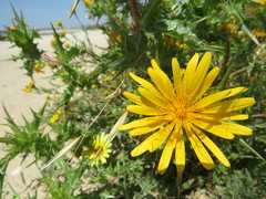 Scolymus hispanicus