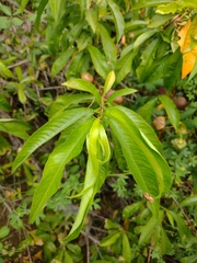 Prunus persica nucipersica