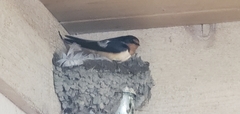 Hirundo rustica