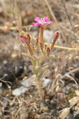 Pistorinia hispanica