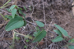 Dioscorea burchellii