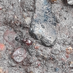 Trichomyrmex glaber
