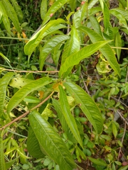 Prunus persica nucipersica