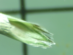 Glyceria declinata