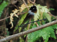 Psolodesmus mandarinus mandarinus